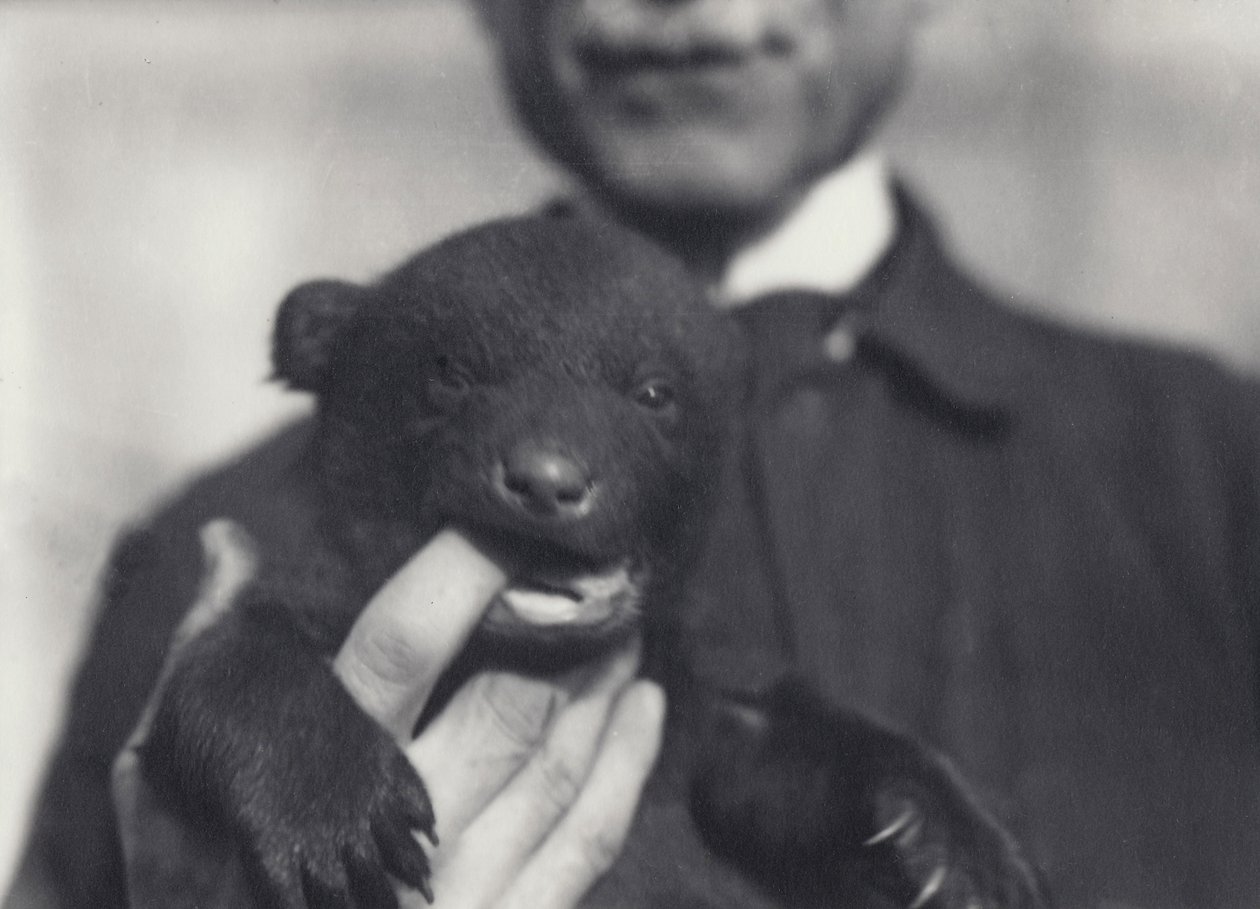 Brun x sort bjørneunge på 6 uger, tygger på fingeren på målmanden, der holder den, i London Zoo, februar 1920 af Frederick William Bond