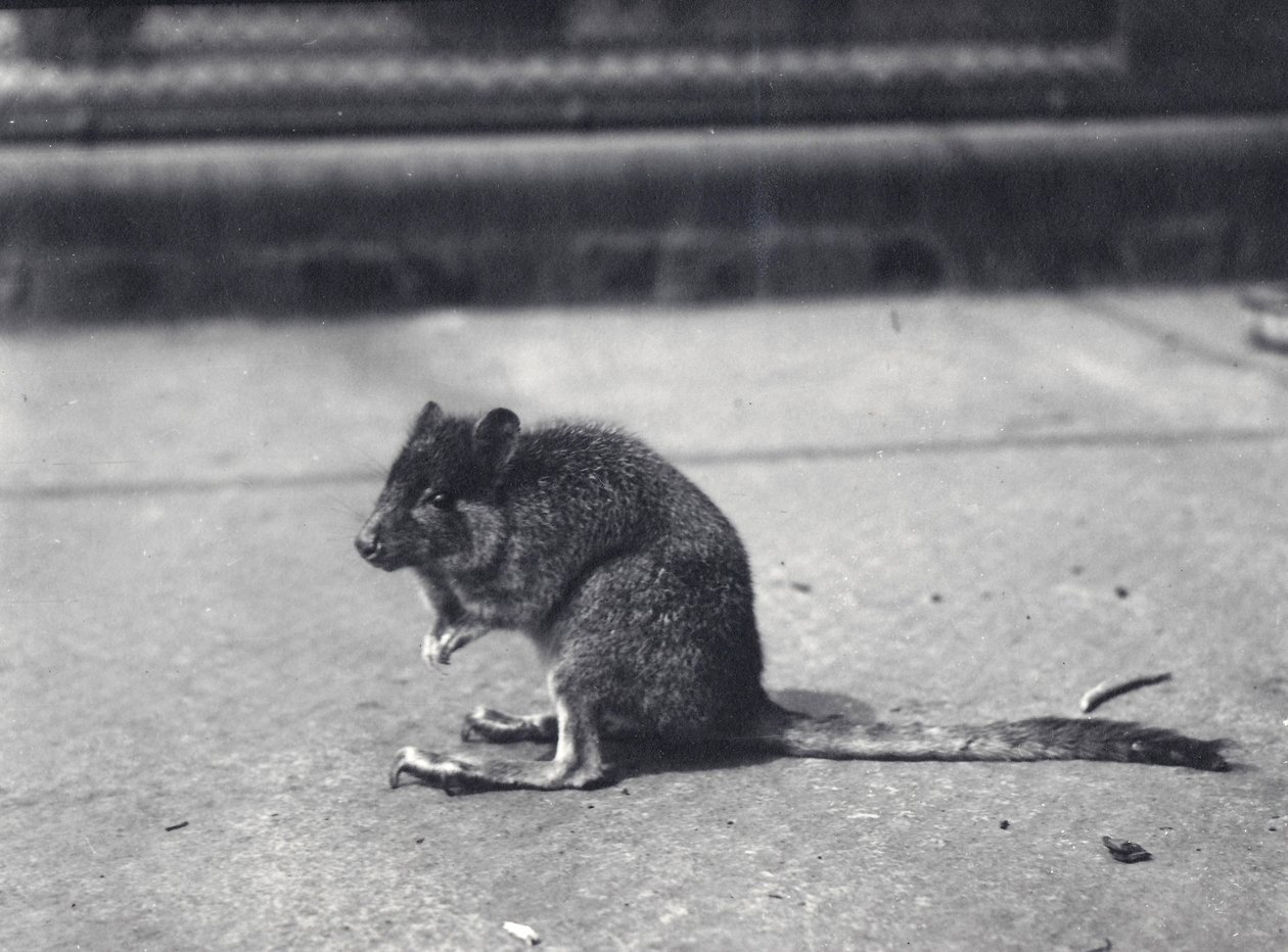 Børstehale-rock-wallaby i London Zoo, juni 1916 af Frederick William Bond