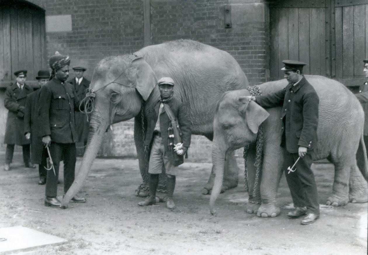 Burmesiske elefanter med målmand, Jack Milbourne, Syed Ali (venstre) og San Dwe (i midten), London Zoo, maj 1923 (bw foto) af Frederick William Bond