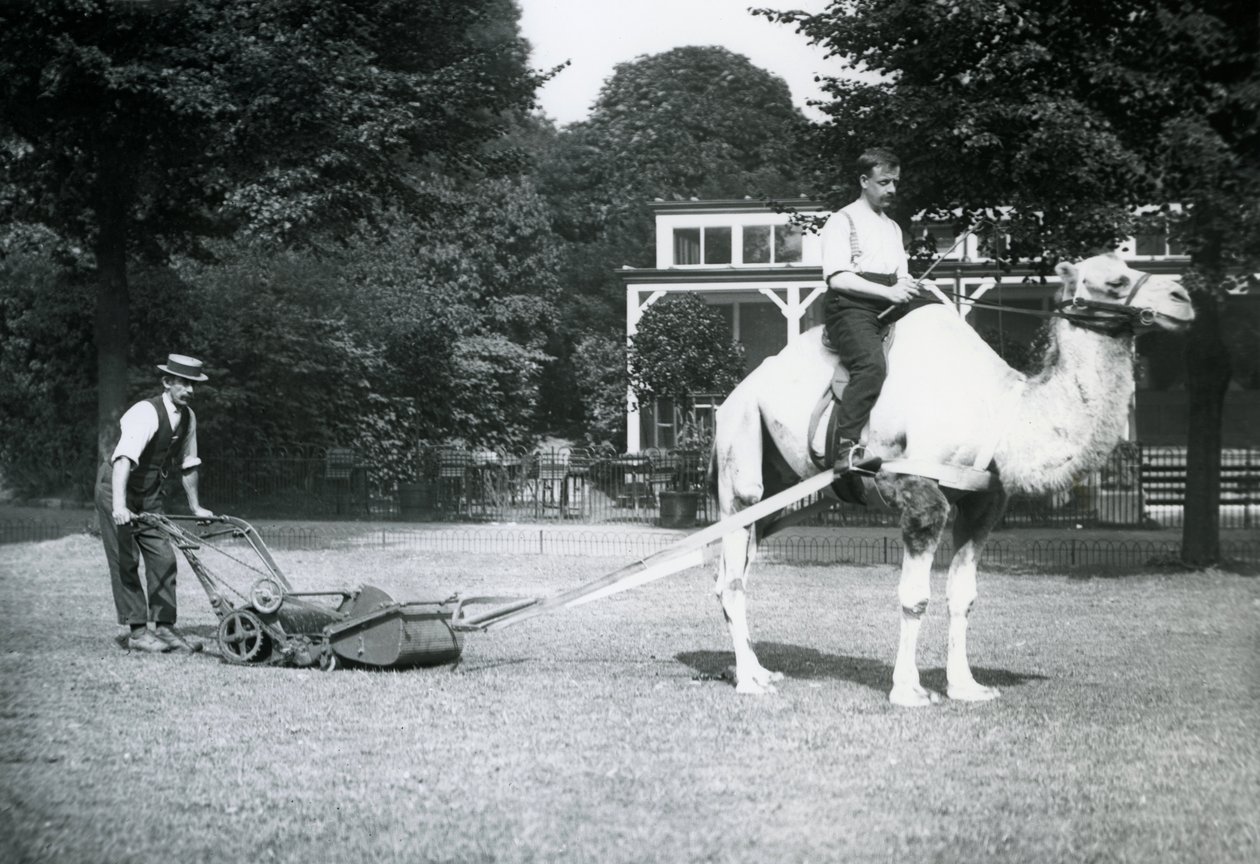 Kamelplæneklipper, redet af gartneren Fred Perry i London Zoo, 1913 af Frederick William Bond