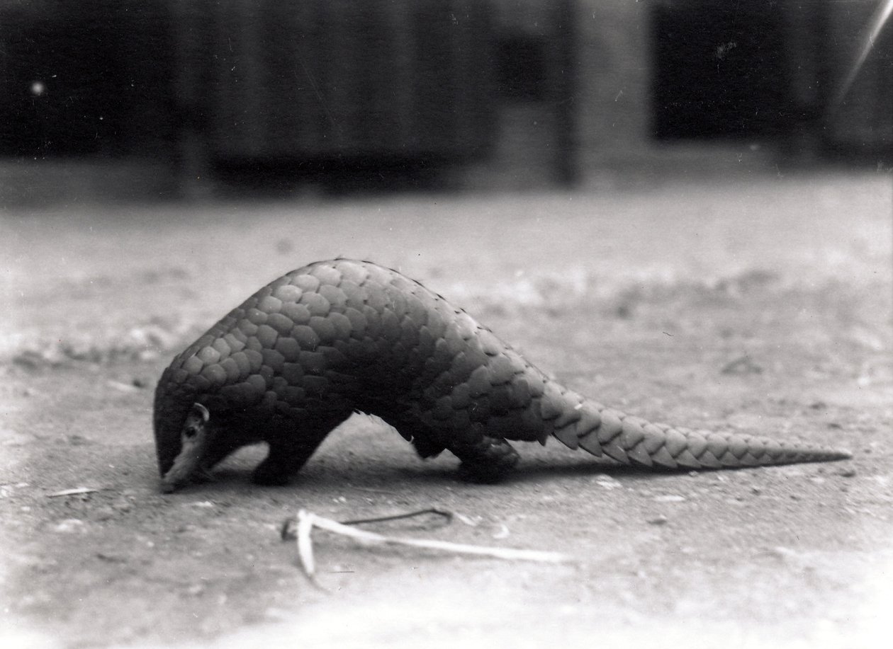 Kinesisk pangolin, juli 1925 af Frederick William Bond