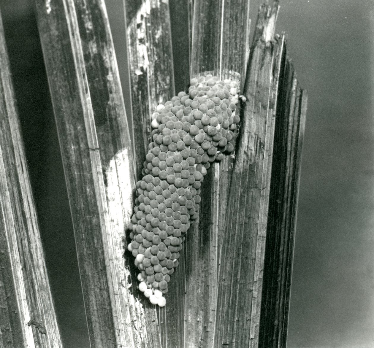 Eggs of the Channeled Applesnail i London Zoo, september 1923 (bw foto) af Frederick William Bond