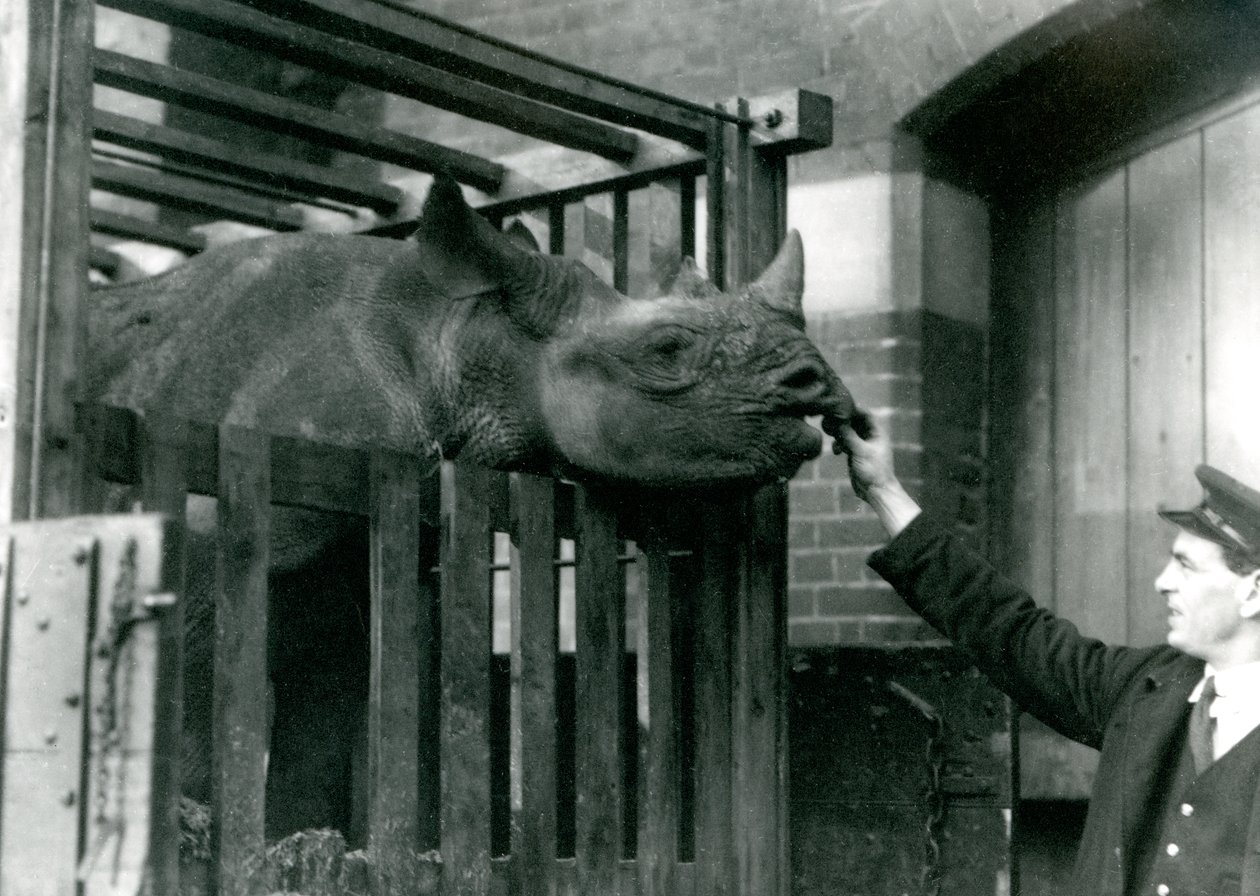 Eliza et sort næsehorn tager mad fra hånden på sin vogter ved sin ankomst til London Zoo, 1923 (bw foto) af Frederick William Bond
