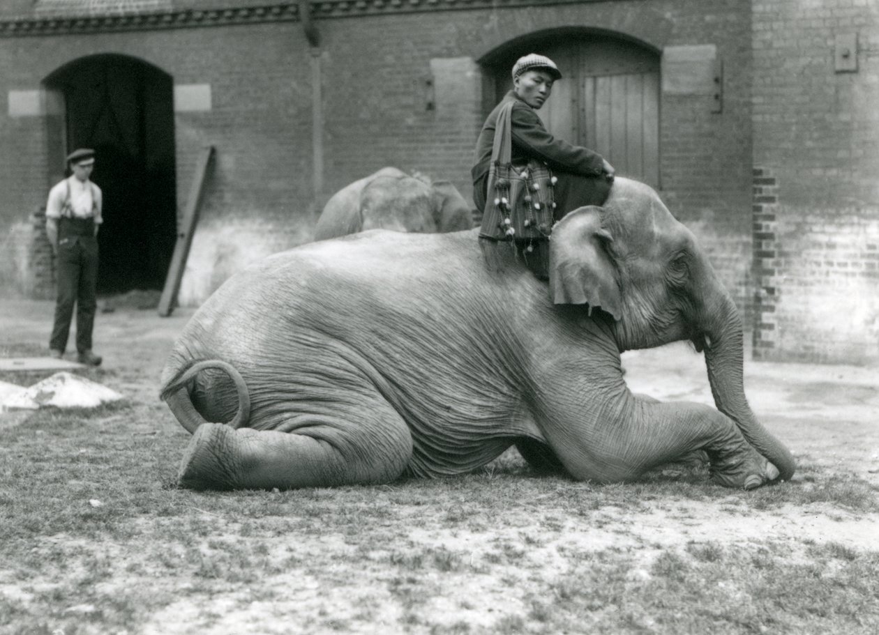 Burmesisk kvindelig elefant Mo Gay Ko med træner Law Wee Lee uden for Elephant House med en keeper og en anden elefant i baggrunden, London Zoo, 1923 (bw foto) af Frederick William Bond