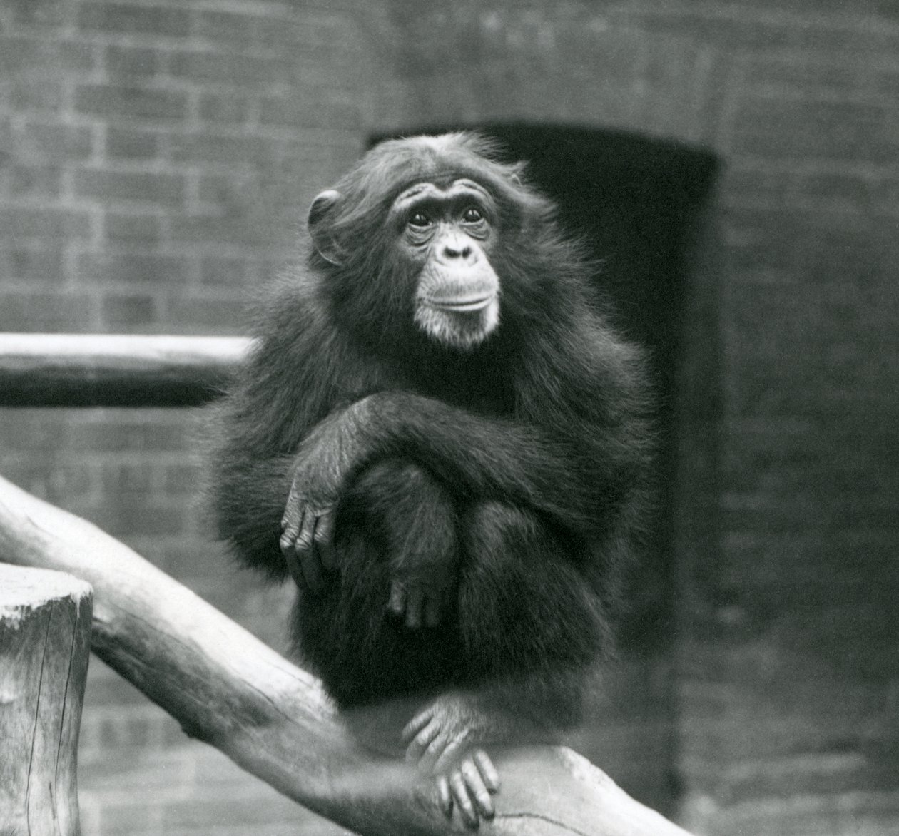 Den kvindelige chimpanse Daisy sidder på en gren i sin indhegning i London Zoo, september 1923 (bw foto) af Frederick William Bond