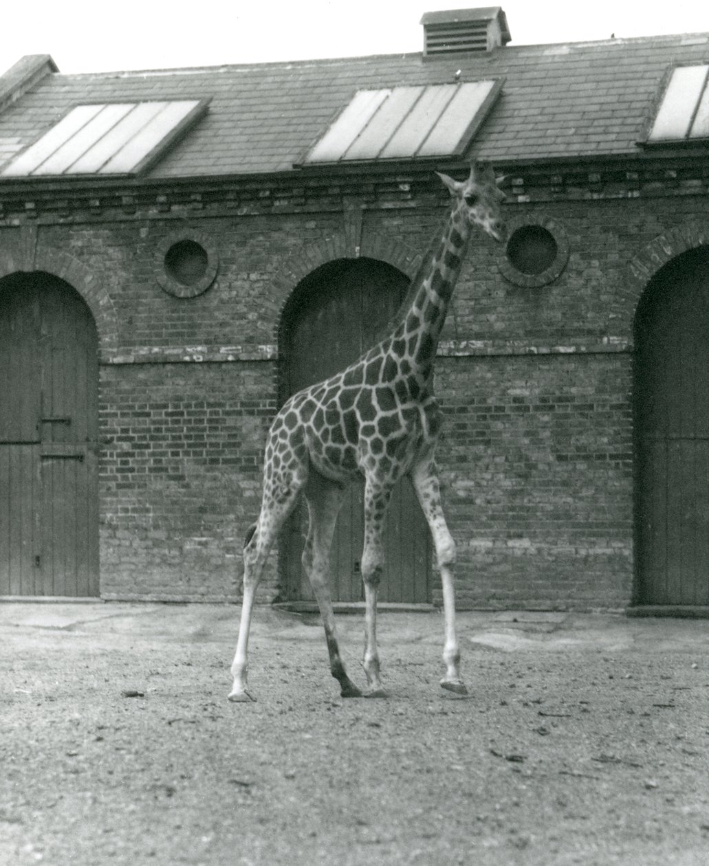 Kvindelige Giraffe Maud, stående i folden uden for Giraffe House, London Zoo, 1923 (bw foto) af Frederick William Bond