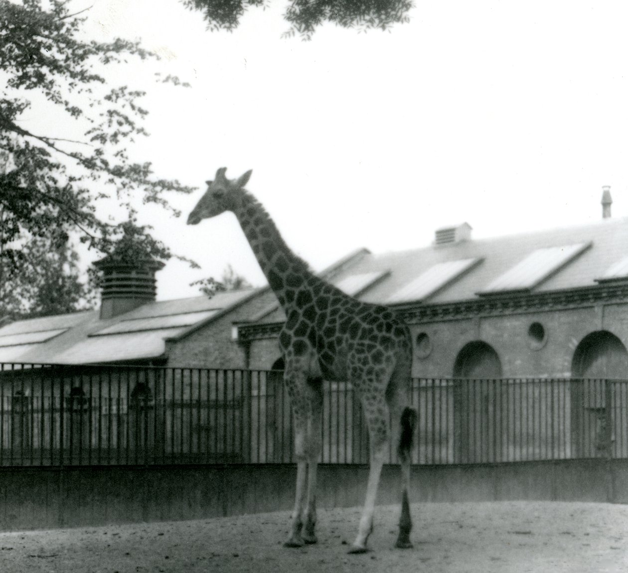 Kvindelige Giraffe Maud, stående i folden uden for Giraffe House, London Zoo, 1923 (bw foto) af Frederick William Bond