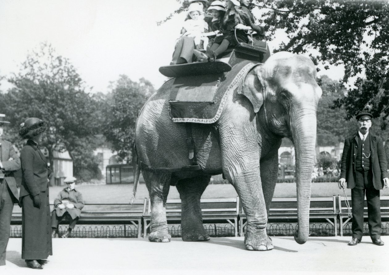 Indisk kvindelig elefant 