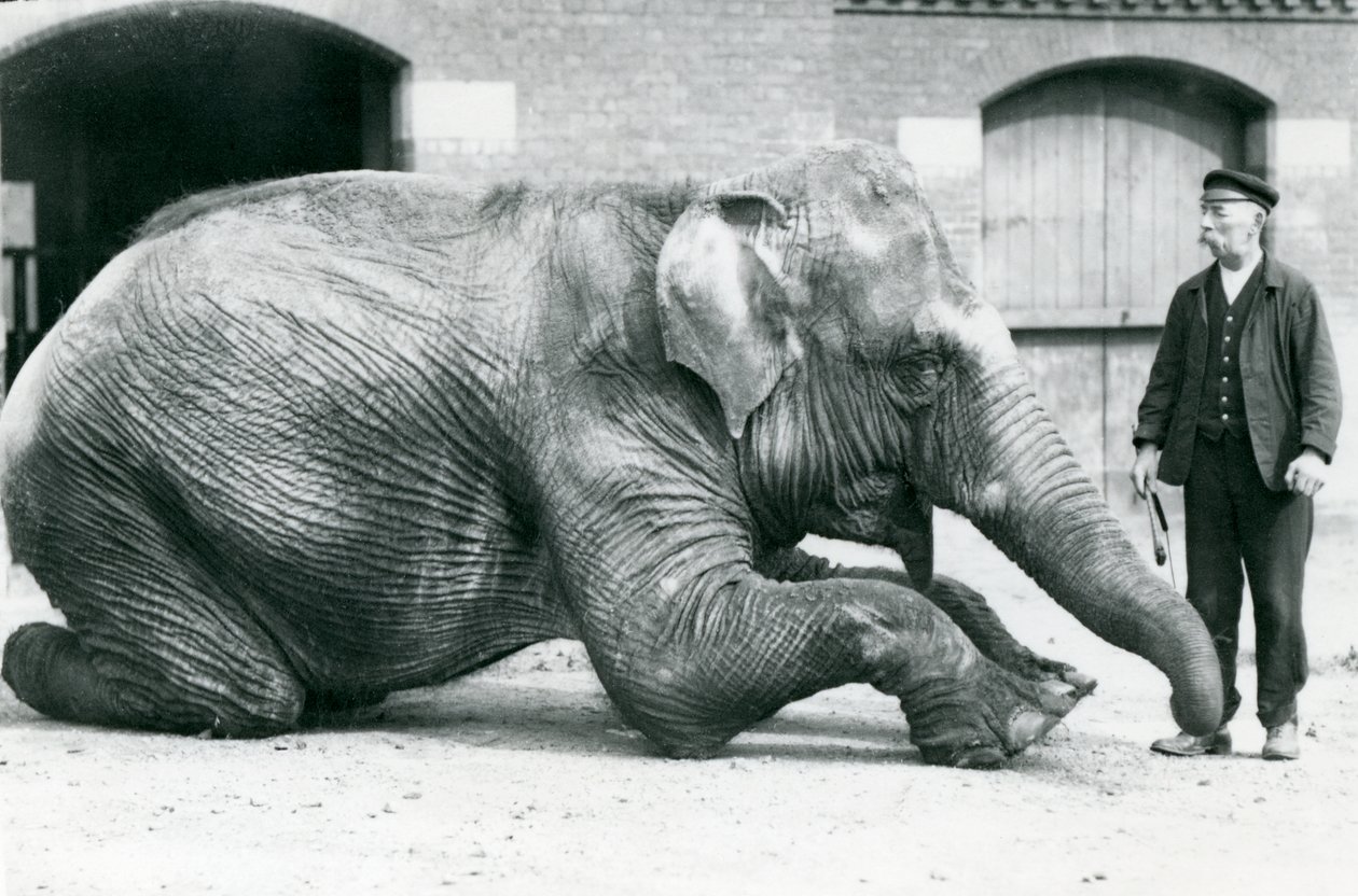 Den indiske kvindelige elefant 
