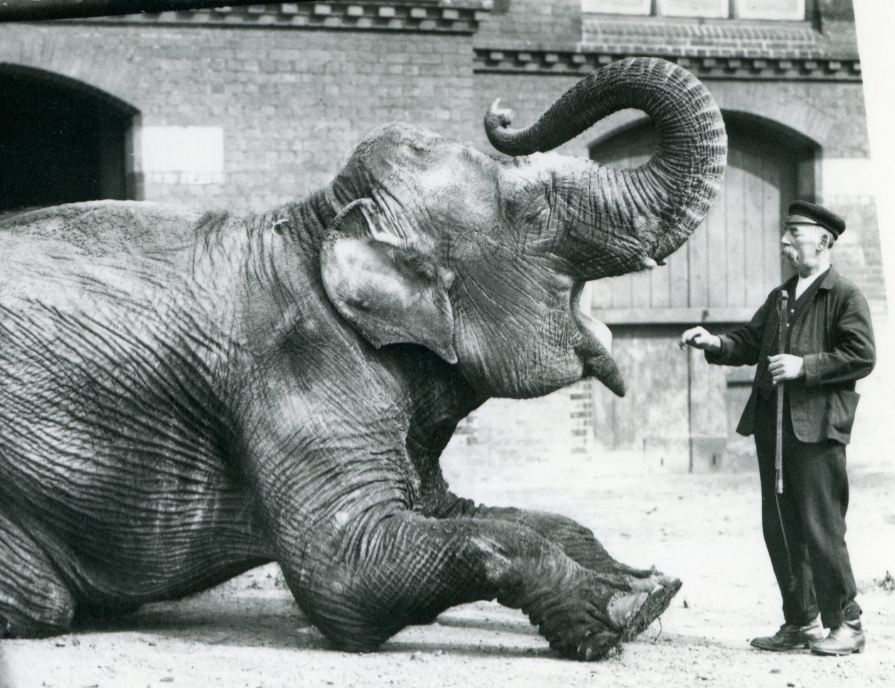 Den indiske kvindelige elefant 