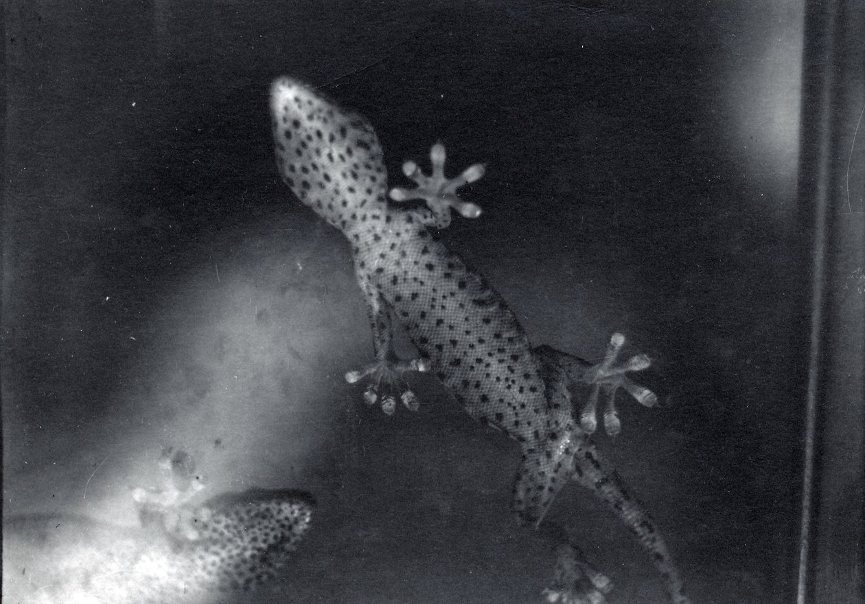 Gekko på glas af Frederick William Bond