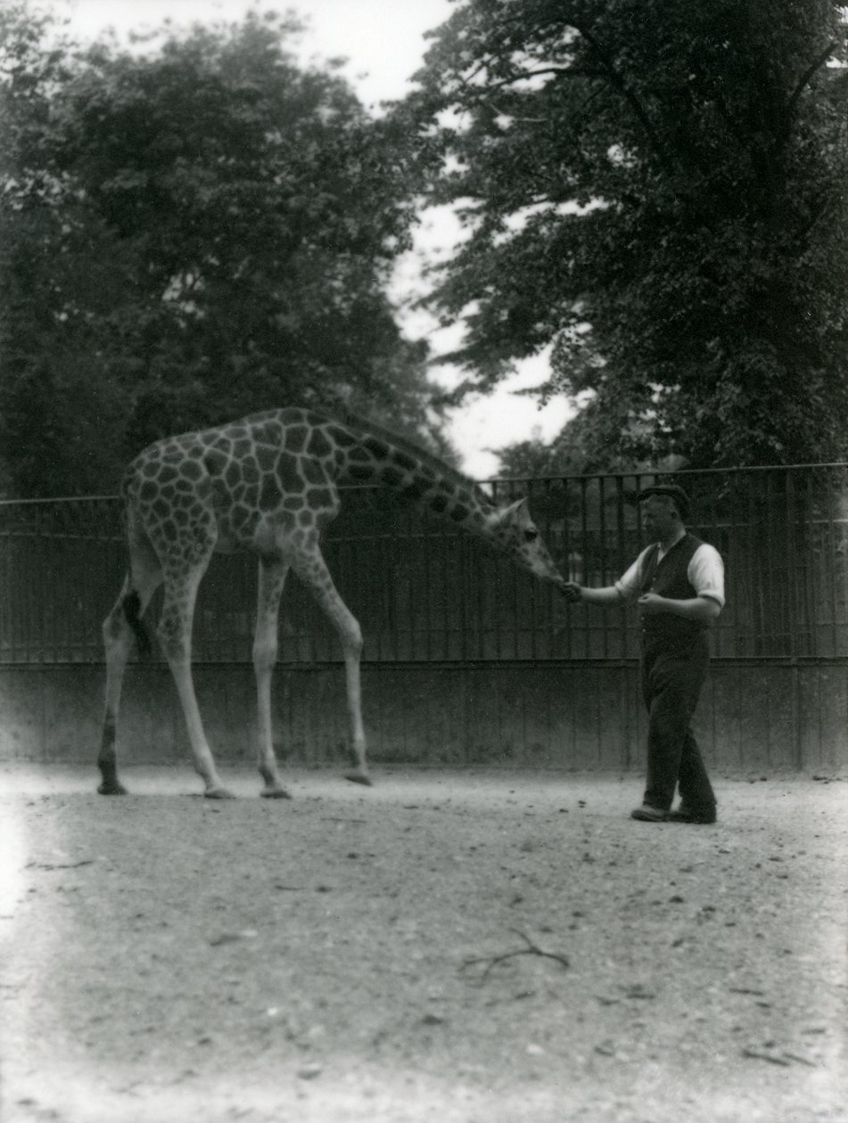 Giraffen "Maud" spiser af en dyrepassers hånd, London Zoo, juni 1953. af Frederick William Bond
