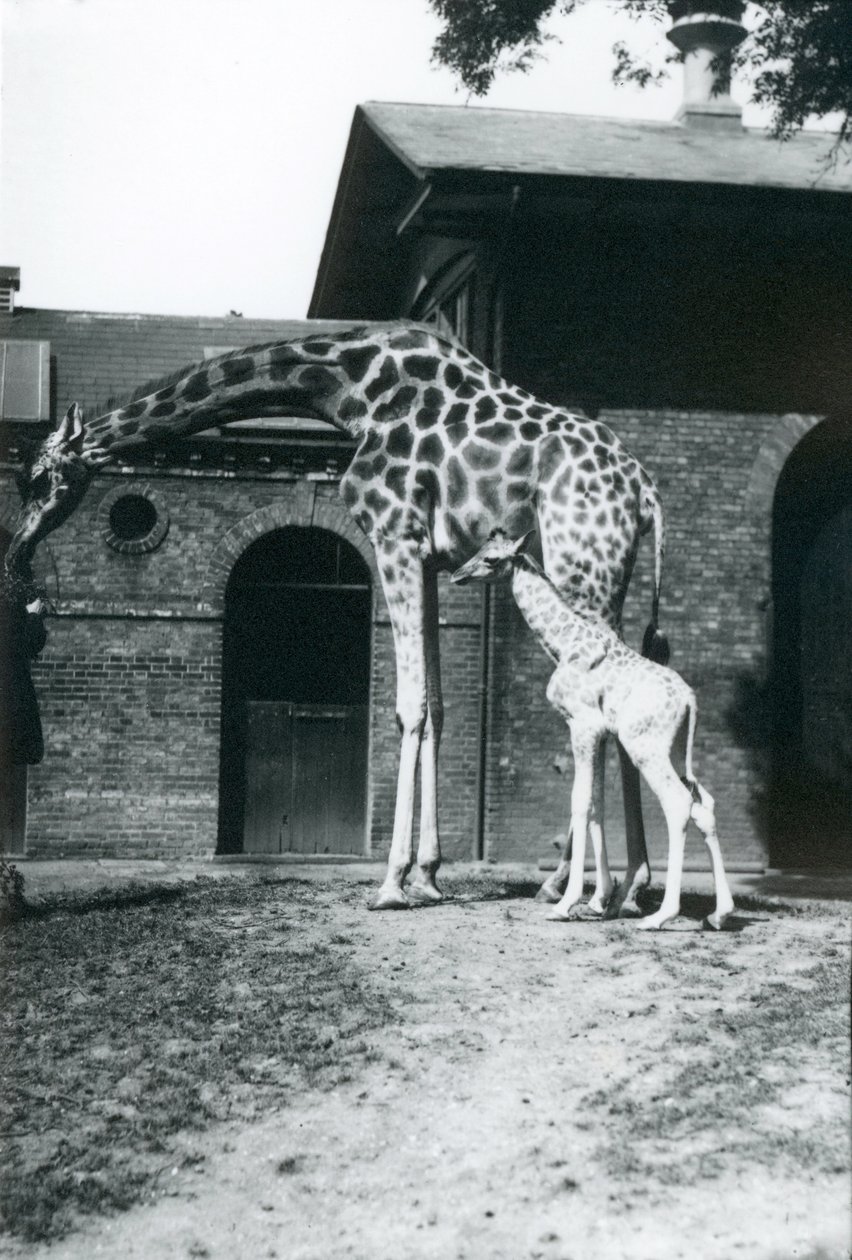 Giraf med 3 dage gammel baby og keeper i London Zoo, 1914. af Frederick William Bond