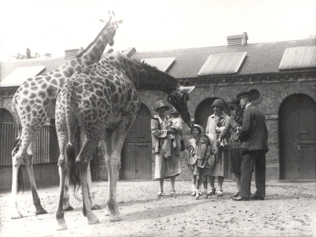 Giraffer og besøgende i ZSL London Zoo, fra juli 1926 af Frederick William Bond