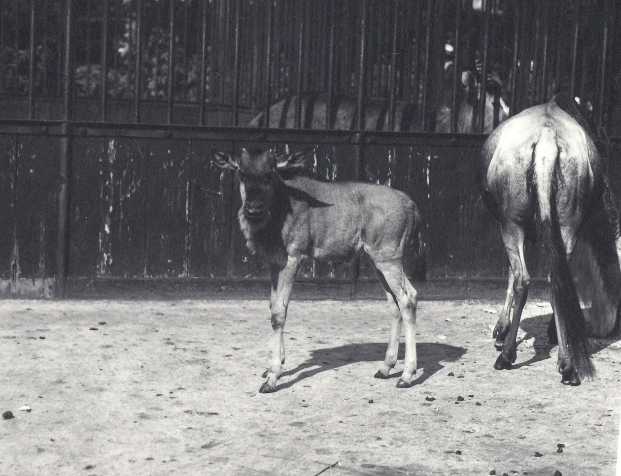 Gnu eller Gnu og unge i London Zoo, august 1917 af Frederick William Bond