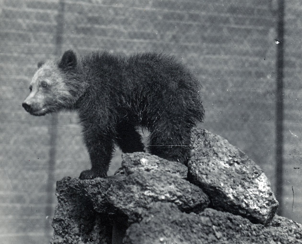 Grizzlybjørneunge af Frederick William Bond