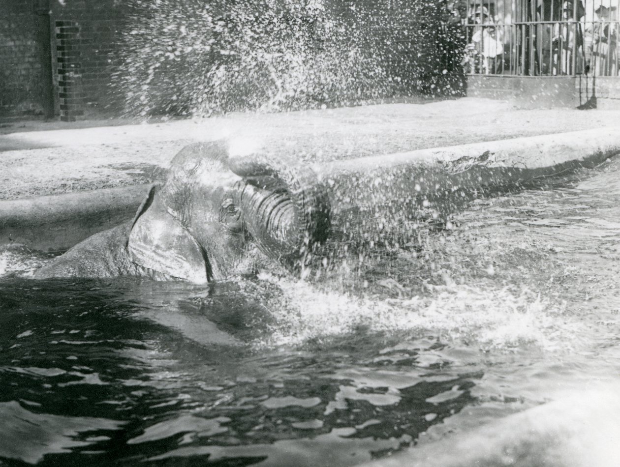 Indianer bader i sin pool. London Zoo, august 1923 (bw foto) af Frederick William Bond