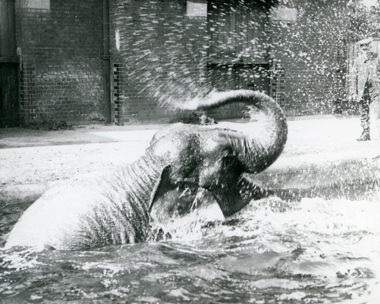 Indiarani bader i sin pool, London Zoo, august 1923 (sort foto) af Frederick William Bond
