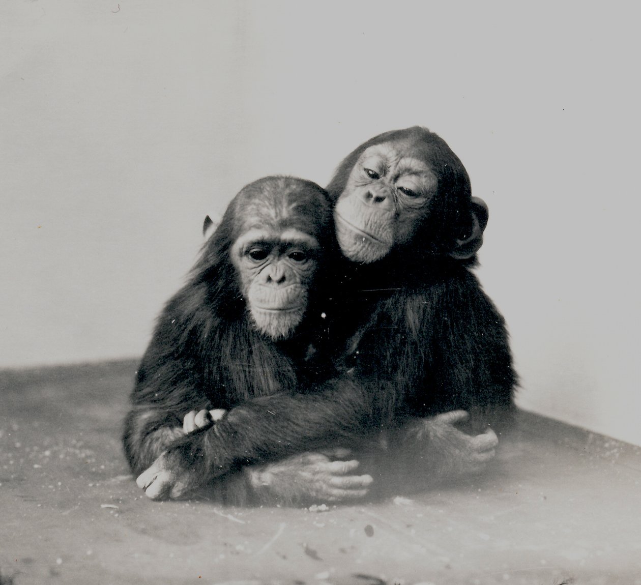 Johnnie og en ven, to af ZSL London Zoos chimpanser, 1923 af Frederick William Bond