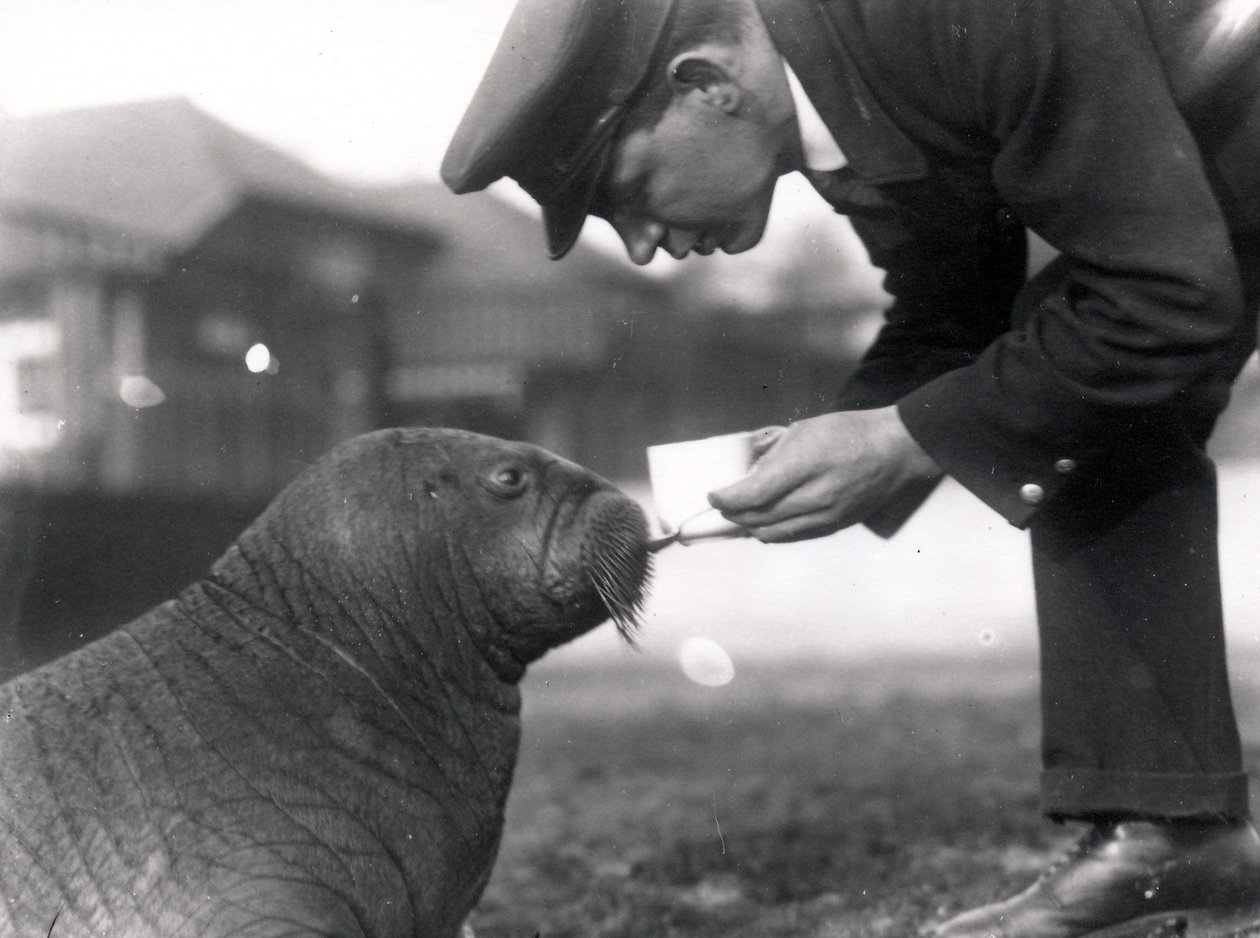 Vogter Arthur Chandler giver en hvalros torskeleverolie, 1923 af Frederick William Bond