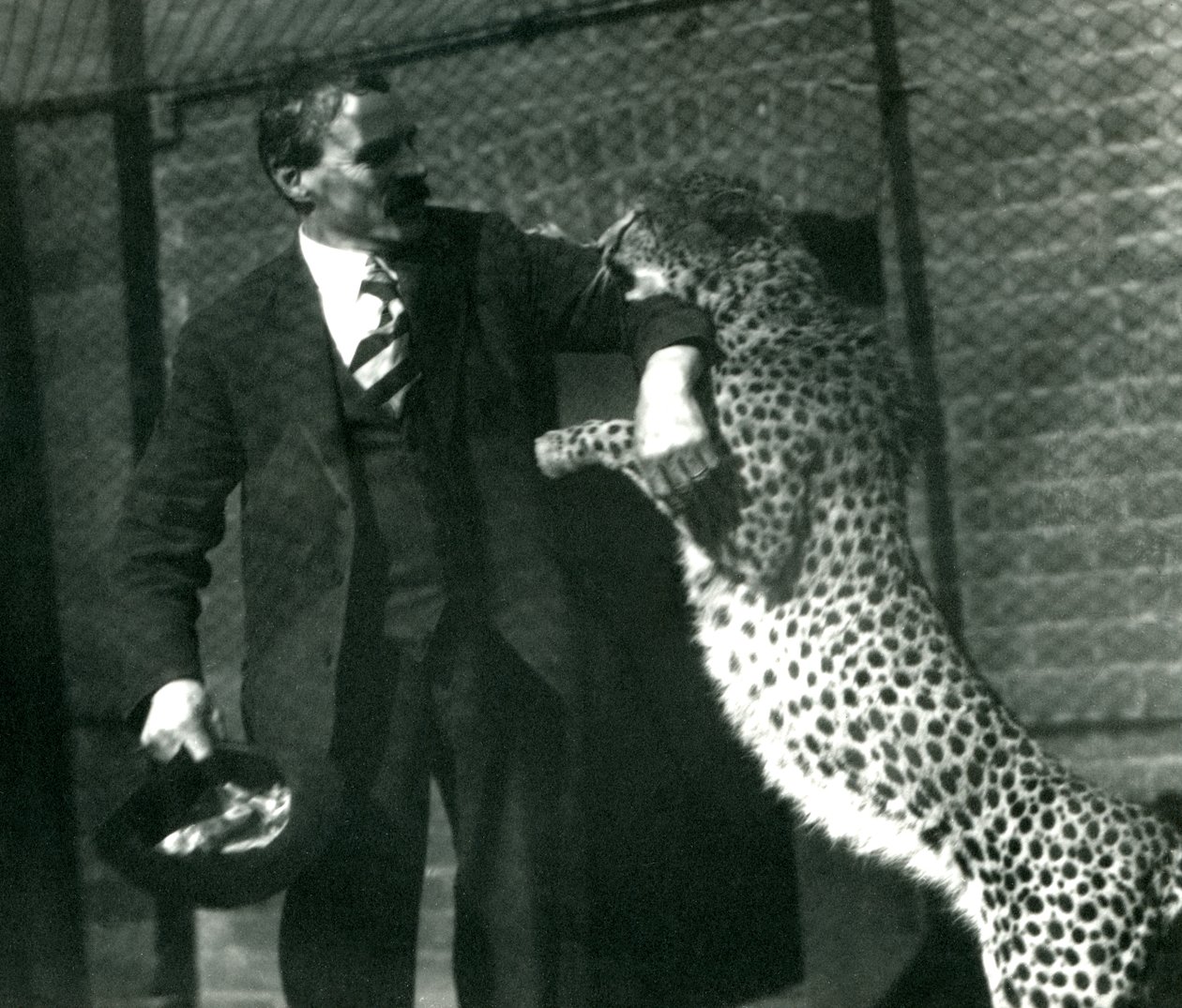 Keeper Charles Dixon med en legende gepard i London Zoo, oktober 1922 (bw foto) af Frederick William Bond