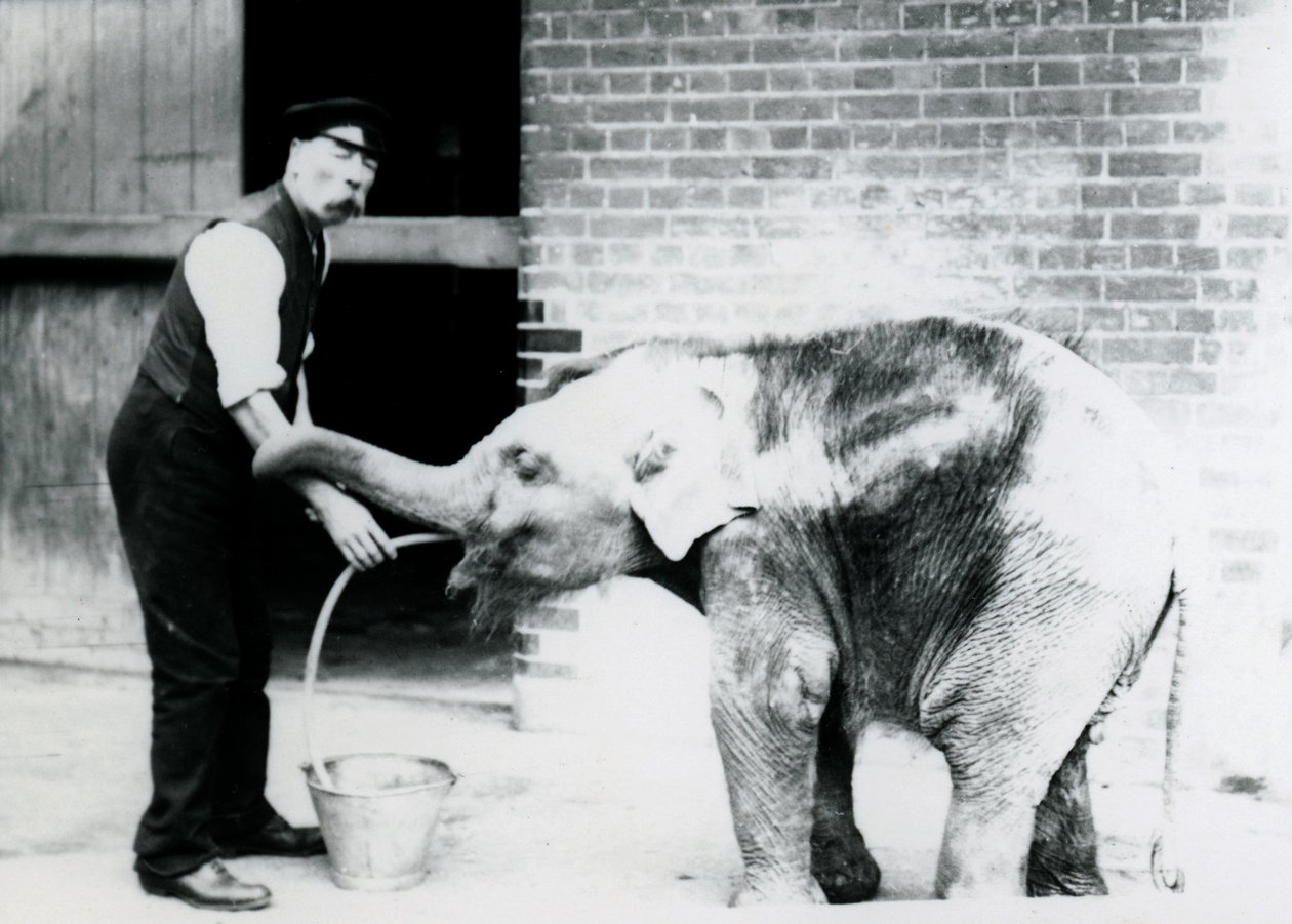 Keeper Charles Eyles fodrer en baby asiatisk elefant med en sonde i London Zoo i 1913 af Frederick William Bond