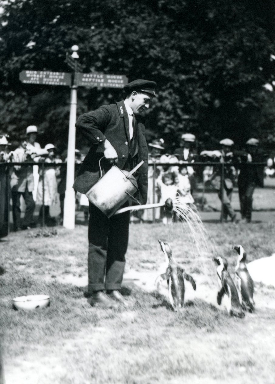 Keeper, Ernie Sceales, giver tre pingviner et brusebad fra en vandkande, London Zoo, 1919 af Frederick William Bond