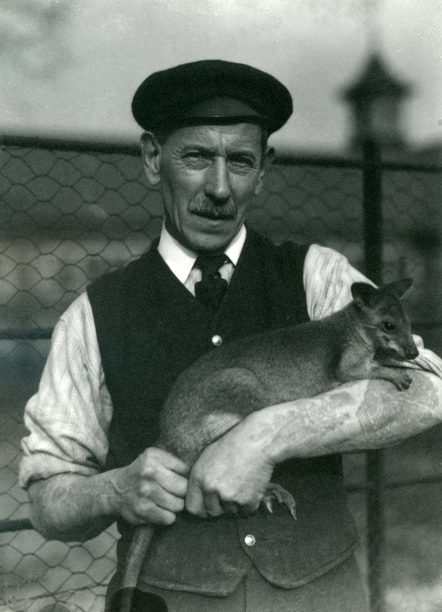 Keeper G. Blore holder en Wallaby i London Zoo, oktober 1920 af Frederick William Bond