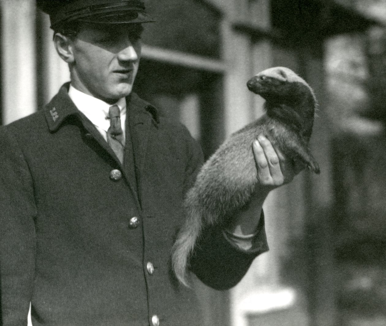 Keeper Leslie Flewin holder en Grison, London Zoo, 1923 (bw foto) af Frederick William Bond
