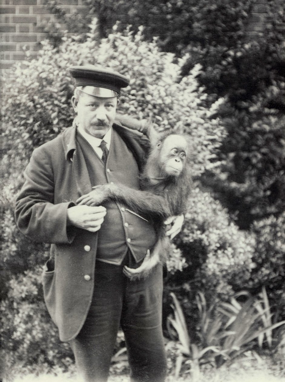 Keeper Z. Rodwell holder ung orangutang i London Zoo, oktober 1913 af Frederick William Bond