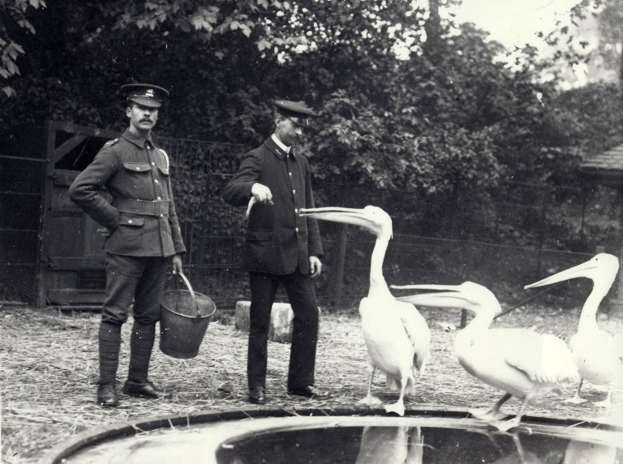Holdere Alf Taylor (højre) og Bodman (til venstre) fodrer fisk til pelikaner ved poolen i London Zoo, oktober 1915 af Frederick William Bond