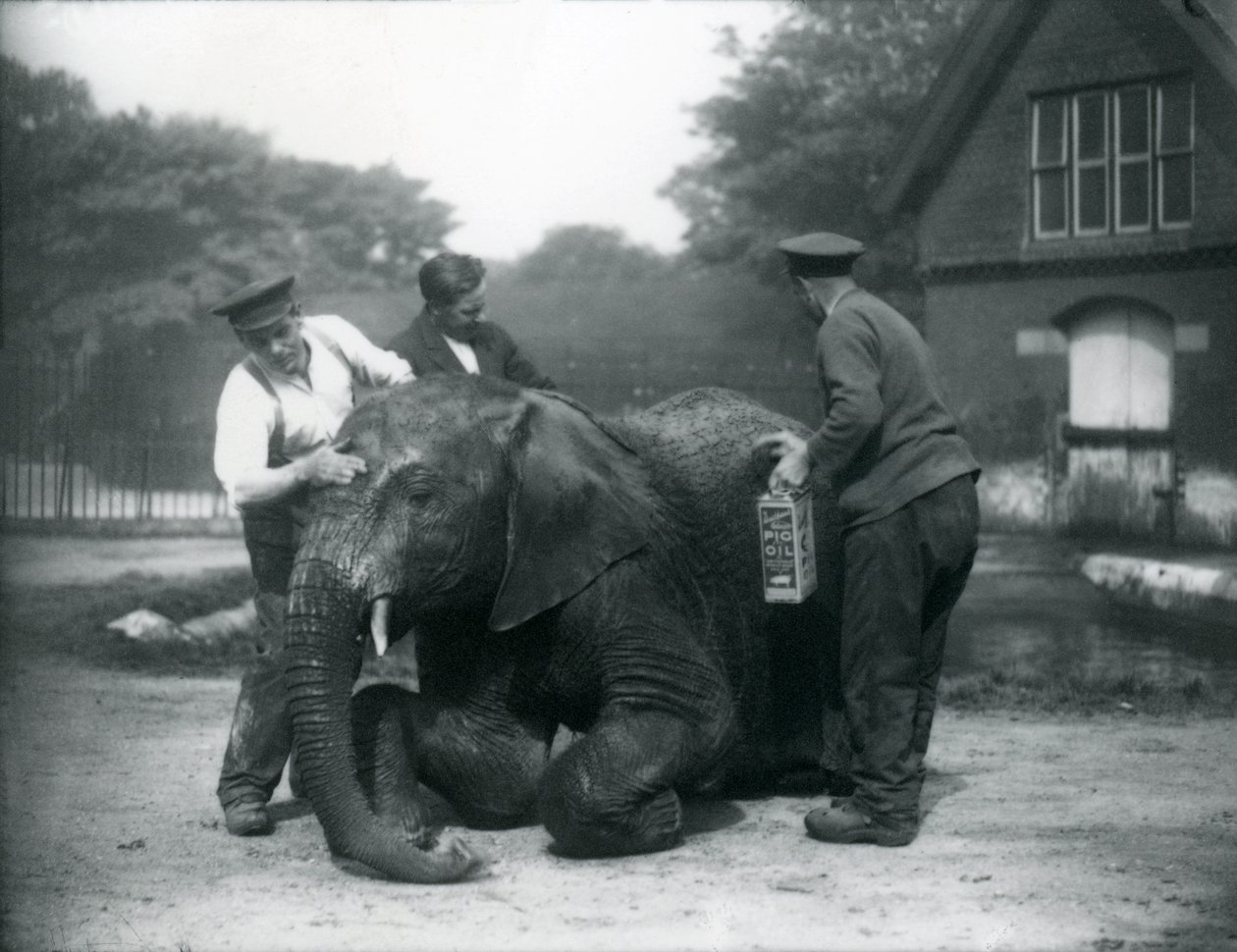 Holdere, der smører den afrikanske hanelefant 