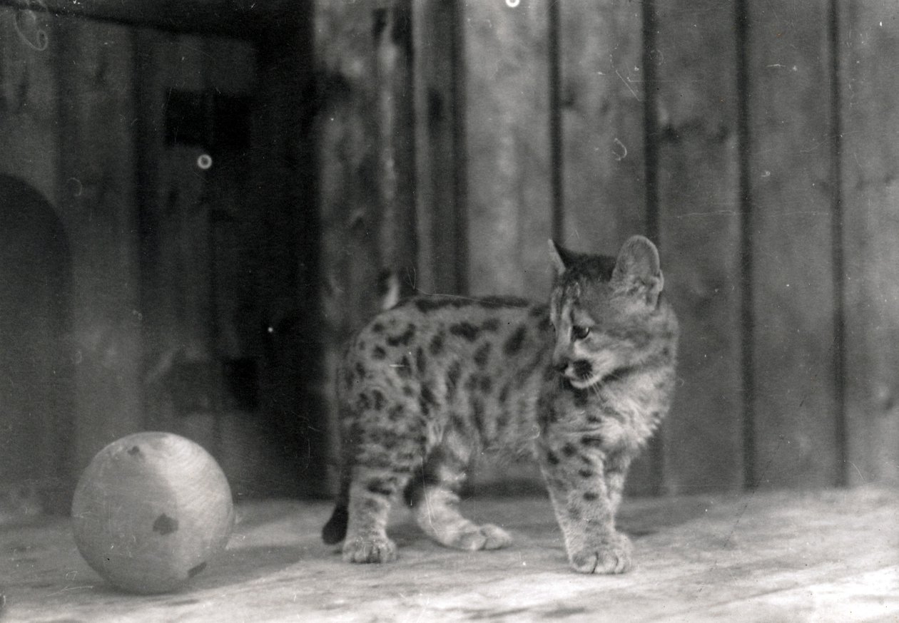 Leopardunge med en bold af Frederick William Bond