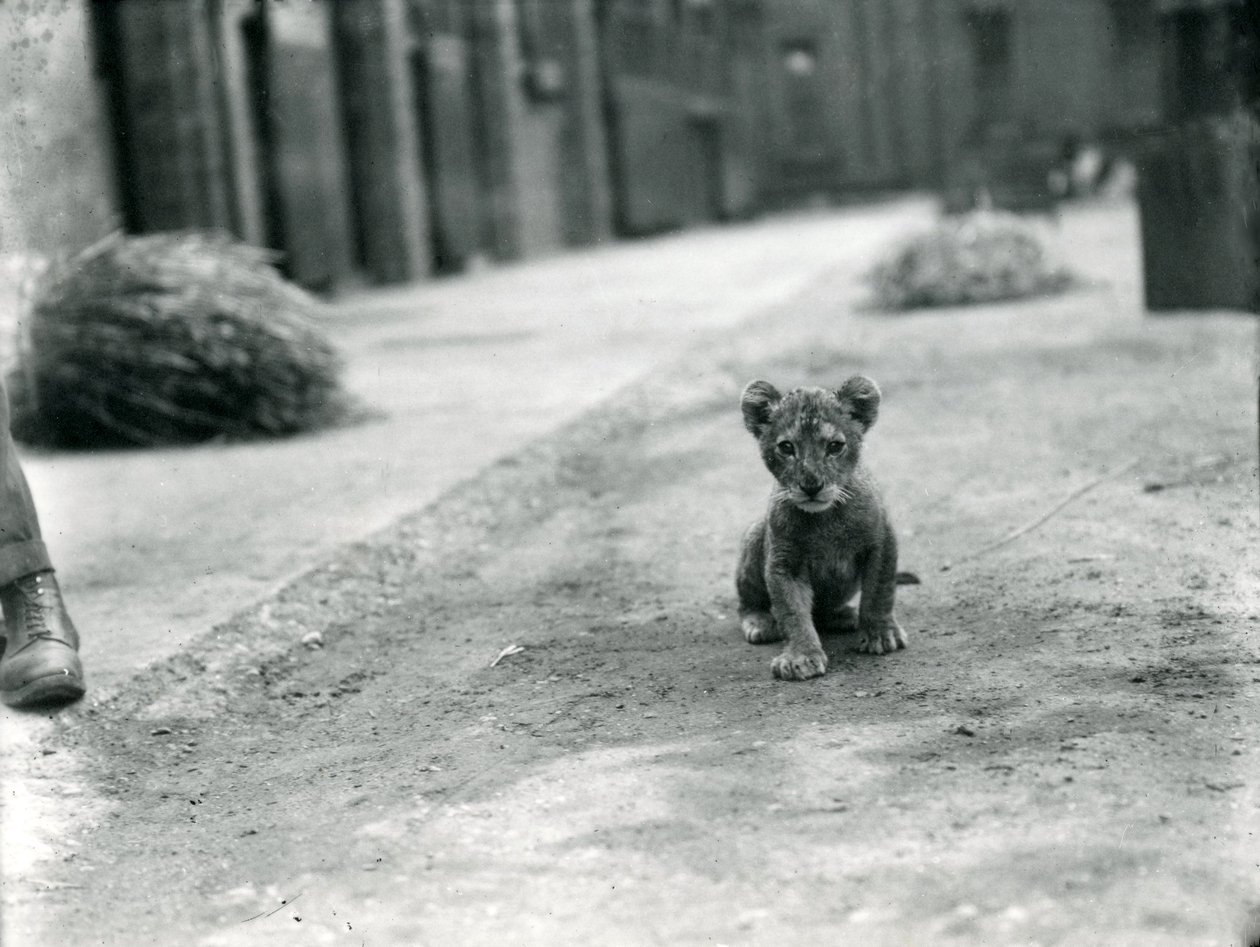 Løveunge i London Zoo, 1912 af Frederick William Bond