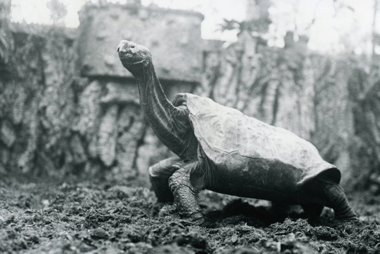 Han Abingdon eller Pinta Island Giant Tortoise i London Zoo, 20. januar 1914 af Frederick William Bond
