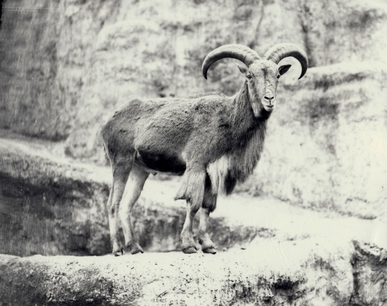 Barbary hanfår på Mappin-terrassen, London Zoo, maj 1915 af Frederick William Bond