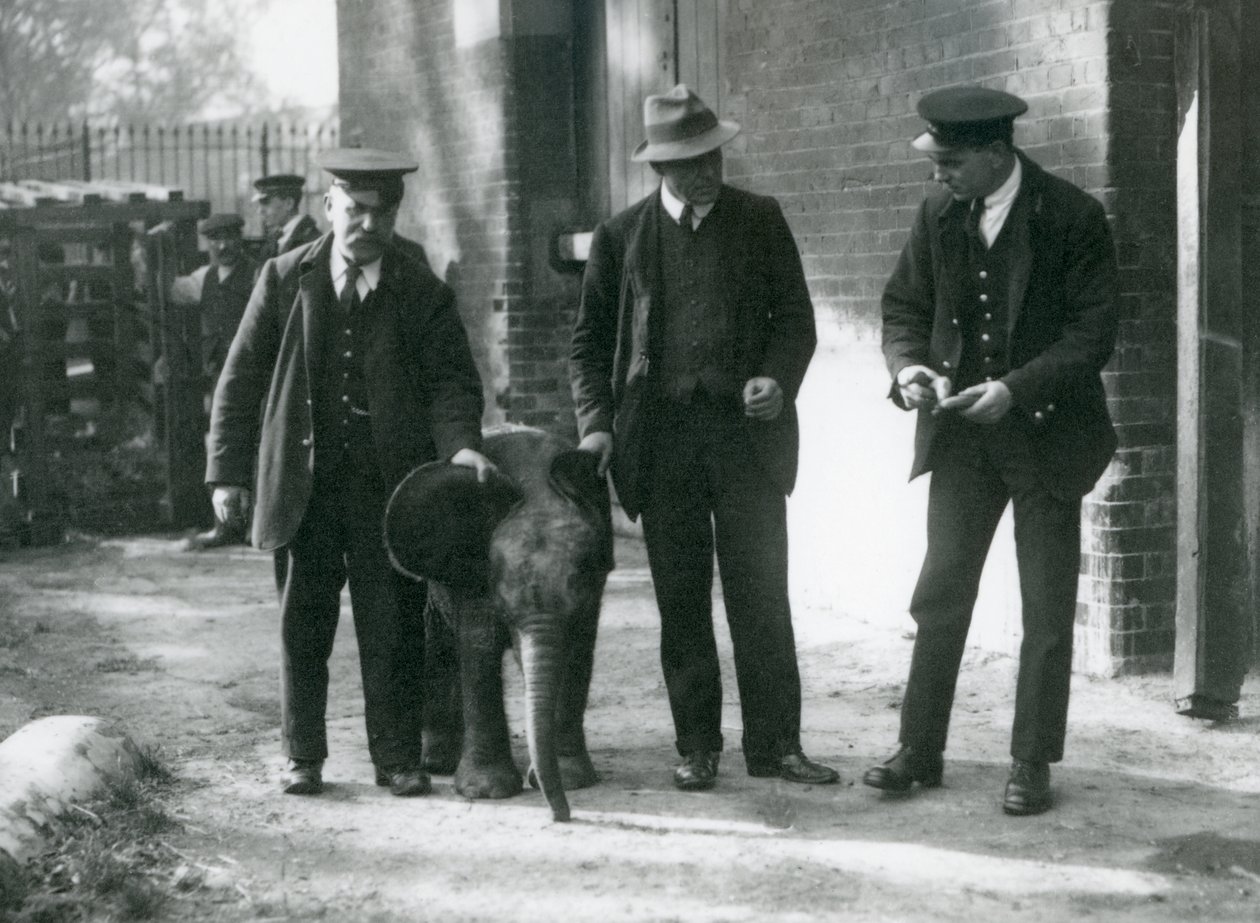 Den nyankomne baby dværgskovelefant "Tiny" sammen med sine vogtere Robertson, Stimpson og Milbourn i London Zoo, oktober 1922 af Frederick William Bond