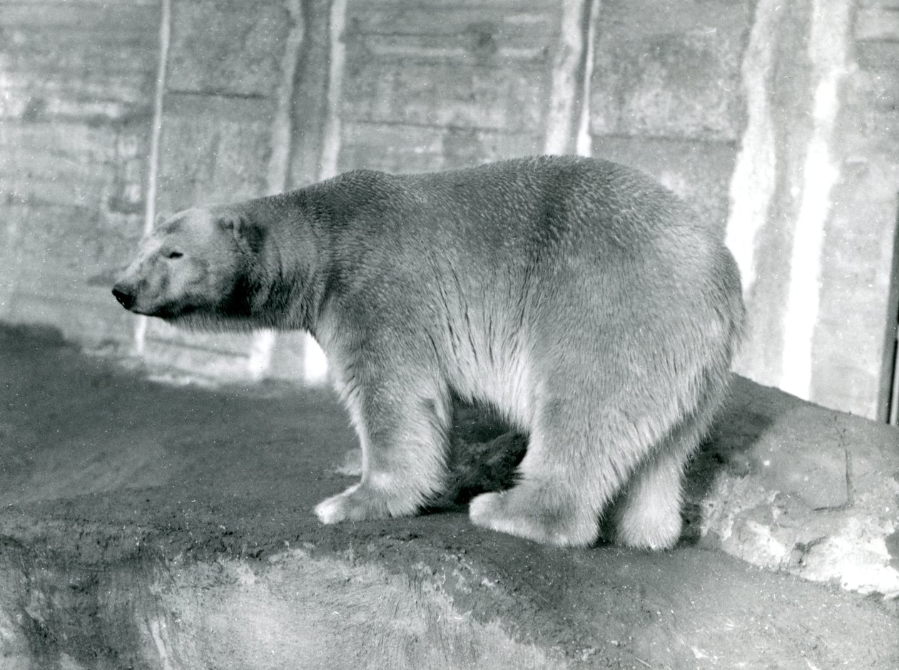 Isbjørn "Sam" i London Zoo, maj 1914 af Frederick William Bond