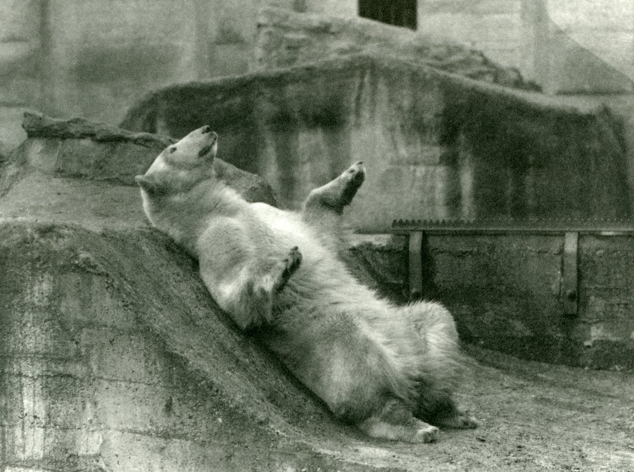 Isbjørnen Sam, tilbagelænet i sin indhegning ved foden af Mappin Terraces, London Zoo, 1923 (bw-foto) af Frederick William Bond