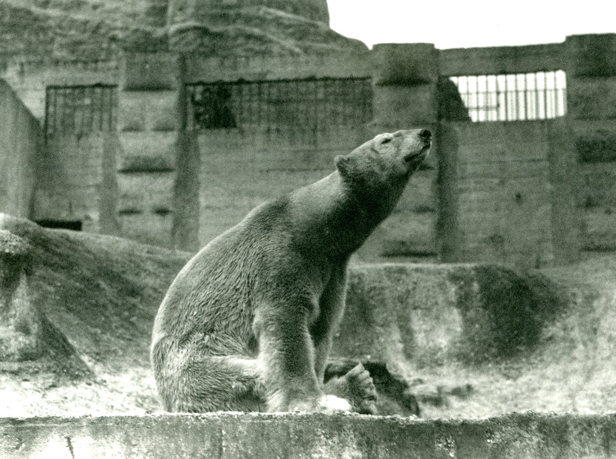 Isbjørnen Sam, der sidder i sin indhegning ved foden af Mappin Terraces, London Zoo, 1923 (bw foto) af Frederick William Bond