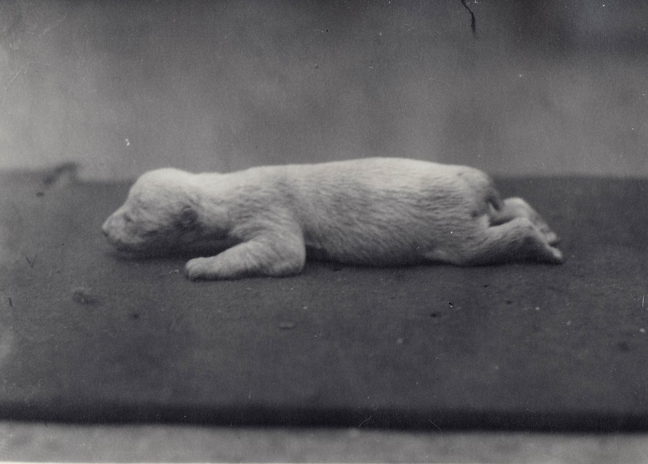 Isbjørneunge med endnu ikke åbne øjne, liggende på et tæppe i London Zoo, januar 1920 af Frederick William Bond