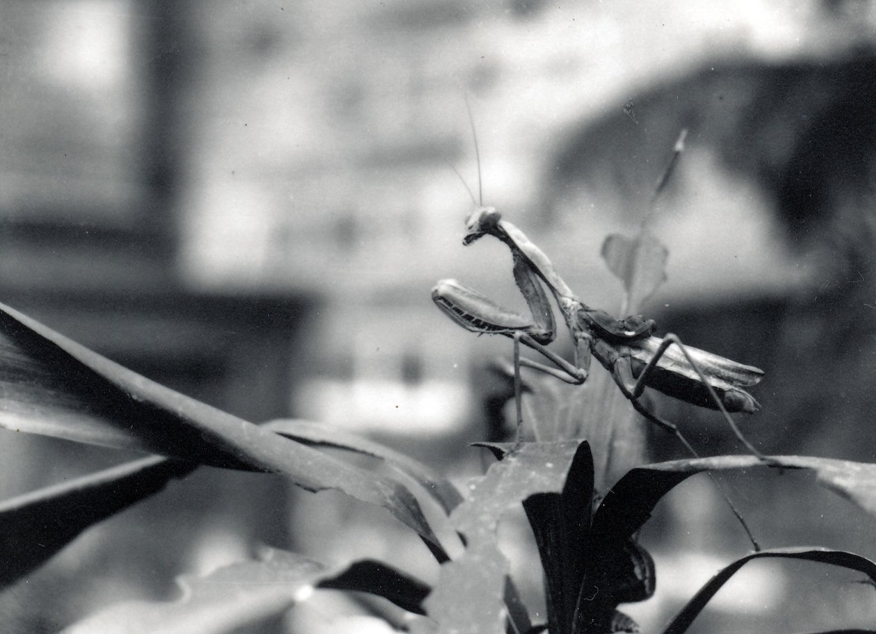 Praying mantis, 1915 af Frederick William Bond