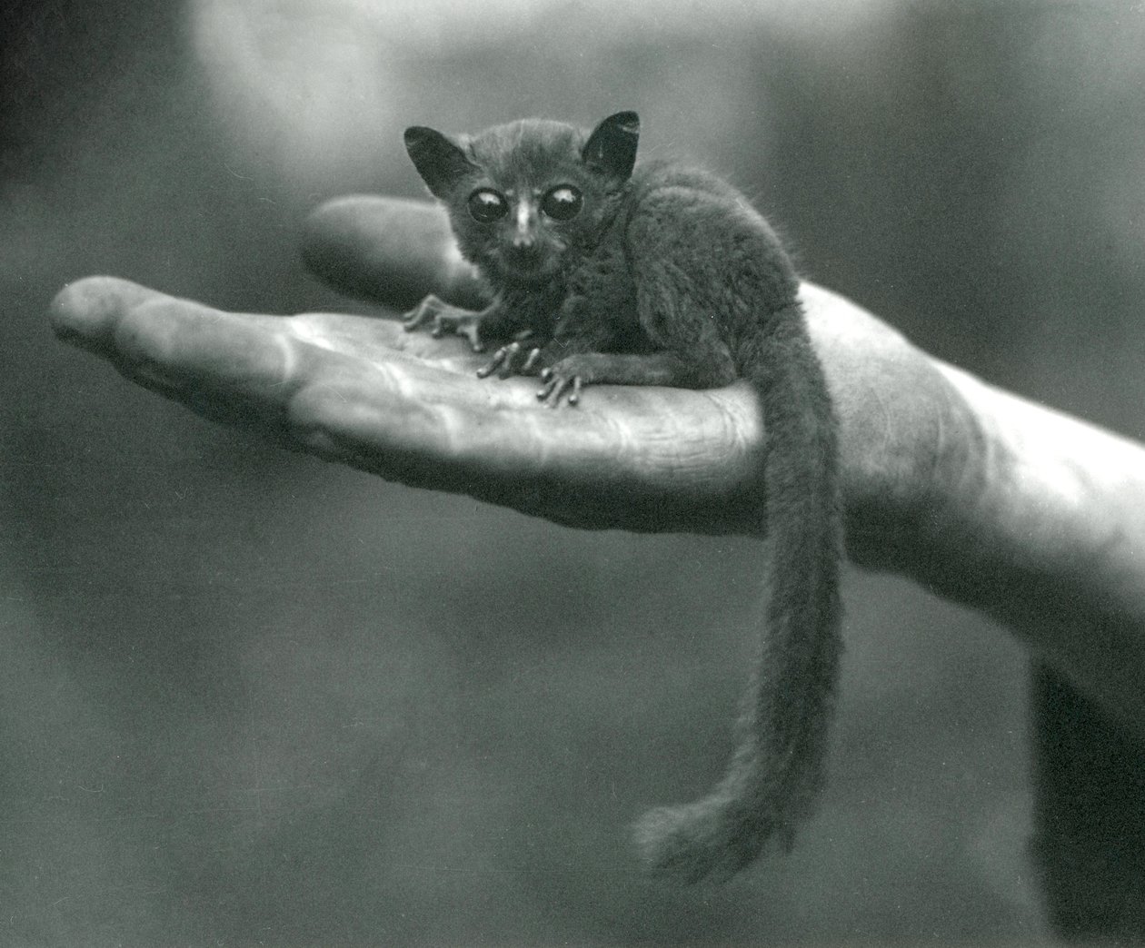 Prins Demidoff Galago eller Bushbaby hviler i håndfladen på vogterens hånd i London Zoo, april 1917 af Frederick William Bond