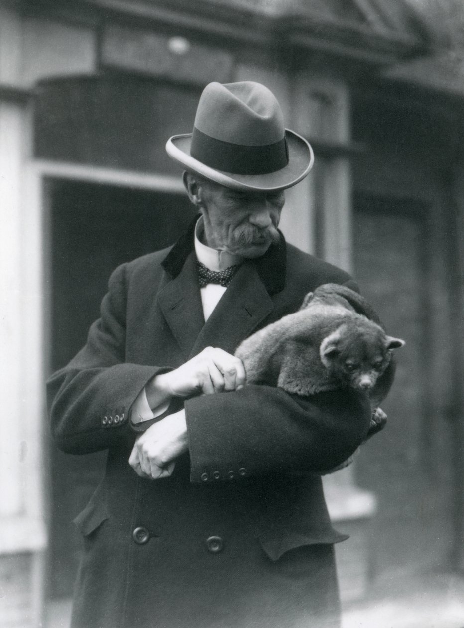 Reginald Innes Pocock F.R.S. har en kinkajou, London Zoo, 1923 (bw foto) af Frederick William Bond