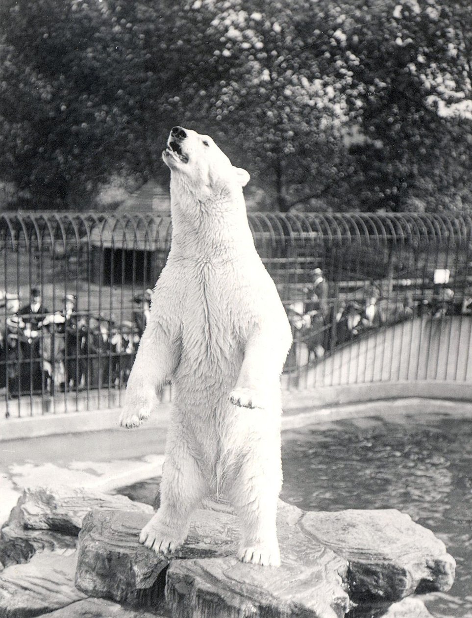 Isbjørnen Sam tigger om mad i ZSL London Zoo, 1912 af Frederick William Bond