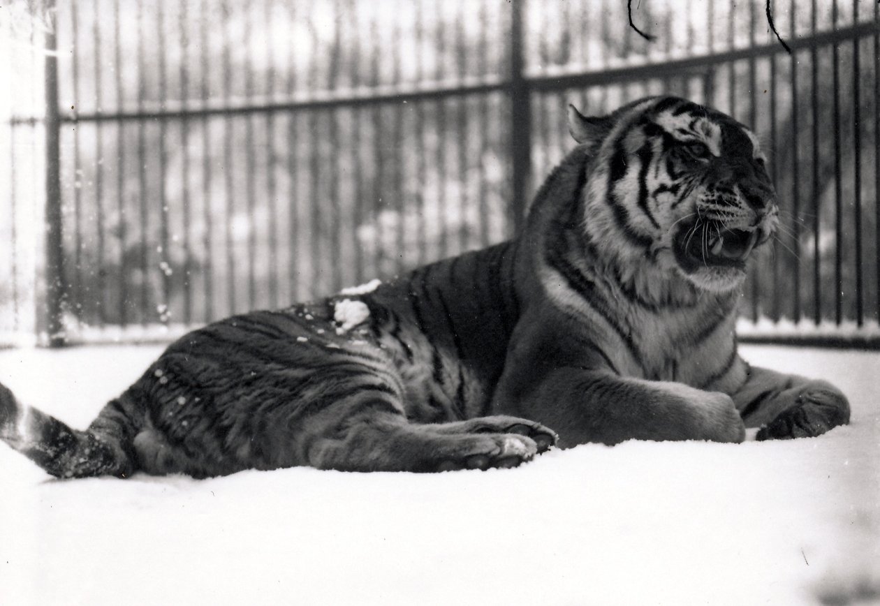 Sibirisk tiger i sneen af Frederick William Bond