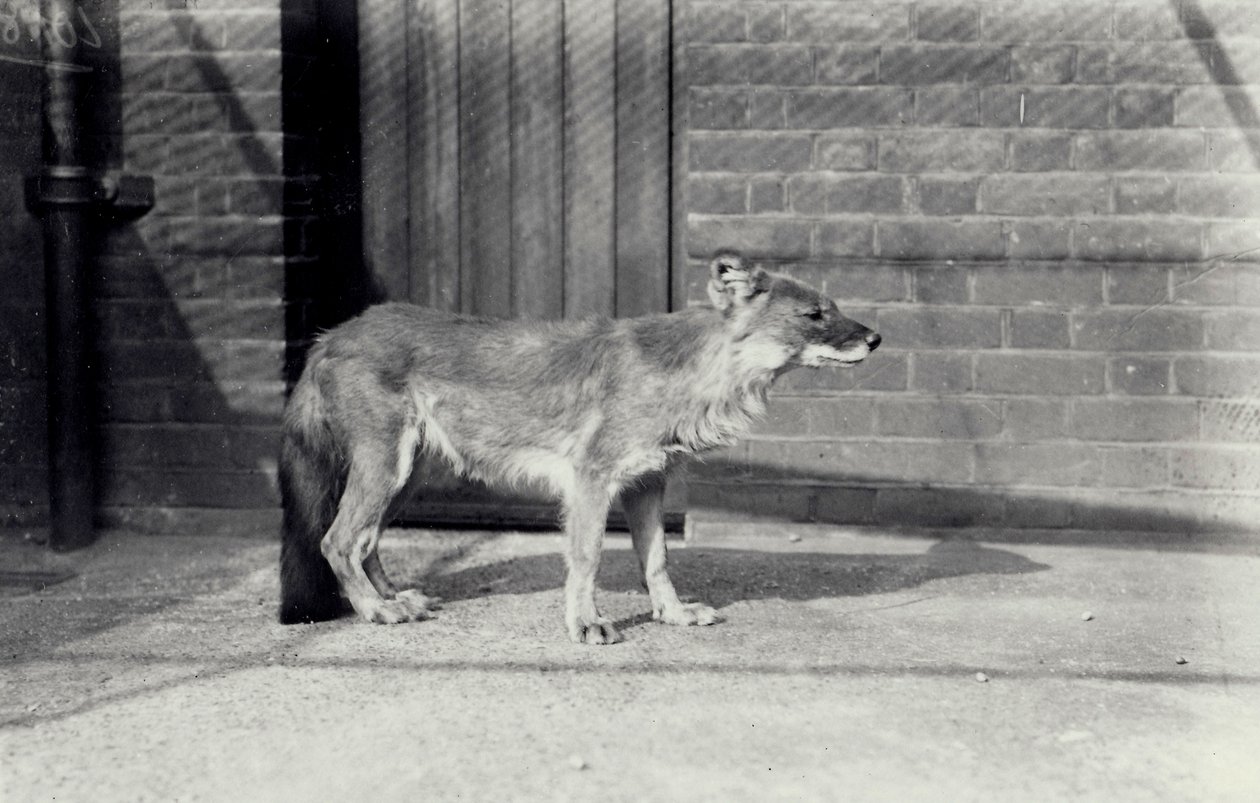 Sibirisk vildhund eller dhole i London Zoo, oktober 1916 af Frederick William Bond