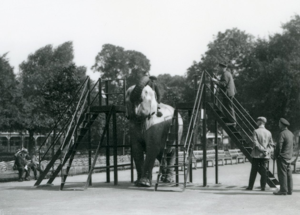 Syed Ali træner Indiarani, mens andre medarbejdere og brugere kigger på, London Zoo, juni 1922 (bw foto) af Frederick William Bond