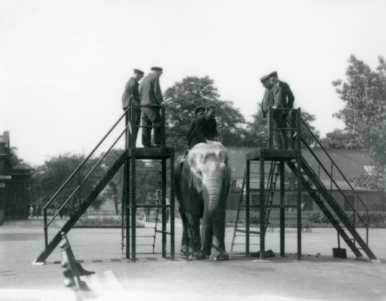 Syed Ali træner Indiarani, mens andre ansatte og dyrepassere ser på, London Zoo, juni 1922 (sort foto) af Frederick William Bond