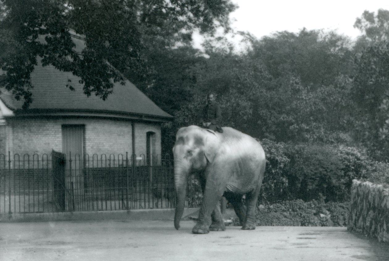 Syed Ali træner Indiarani, mens andre medarbejdere og brugere kigger på, London Zoo, juni 1922 (bw foto) af Frederick William Bond